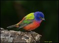 _6SB2349 painted bunting